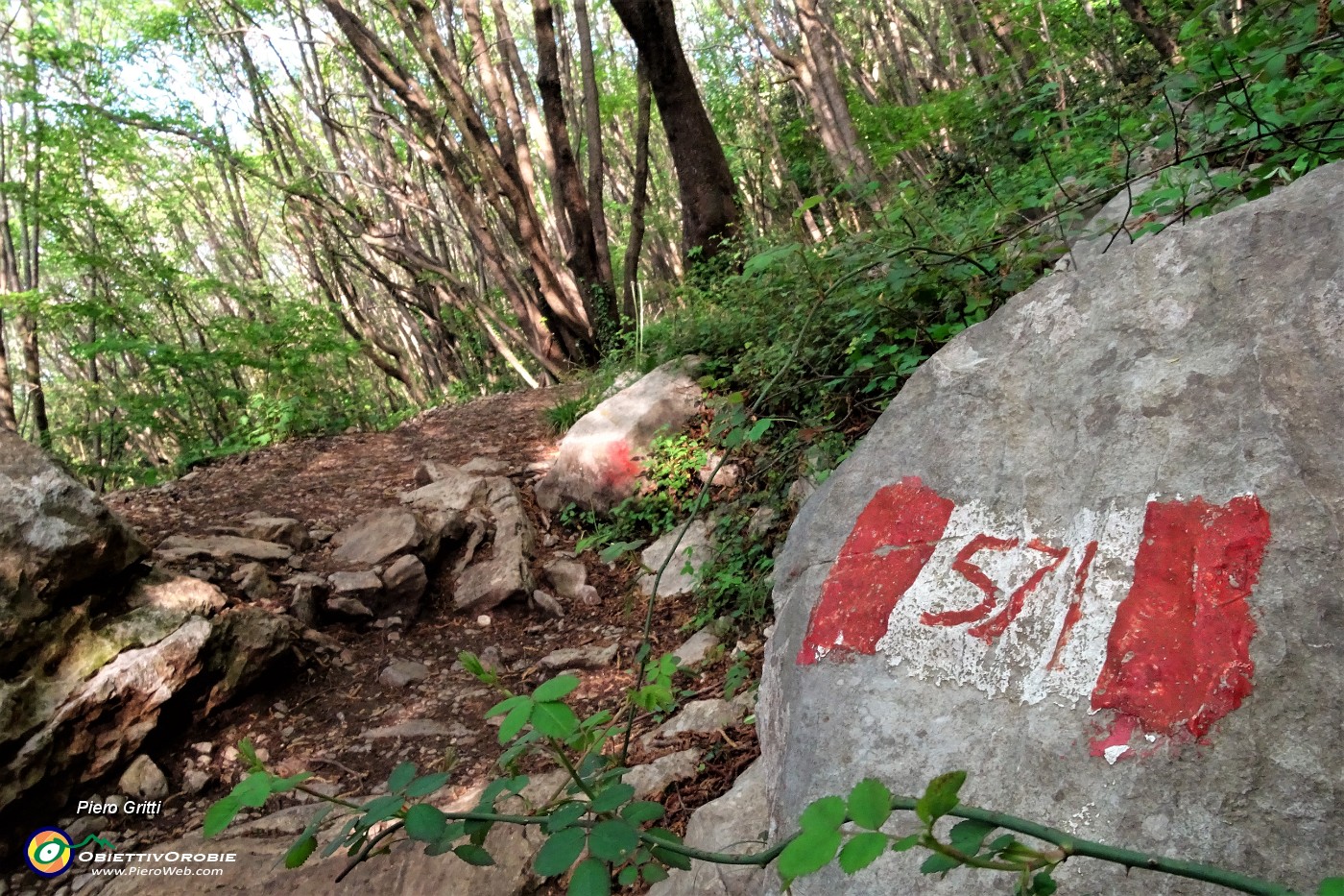 14 Sul sent. 571 nel bosco di carpini neri.JPG